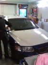 Foliering hos stripe